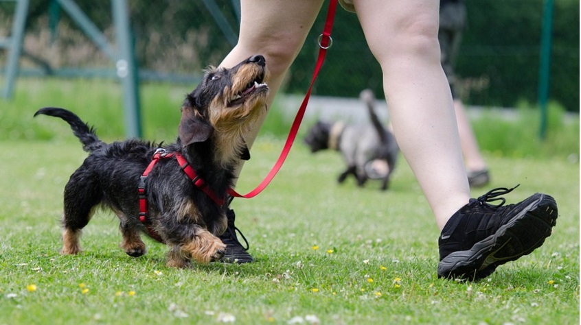 Creating a Positive Environment for Dog Training at Home: Setting Up for Success